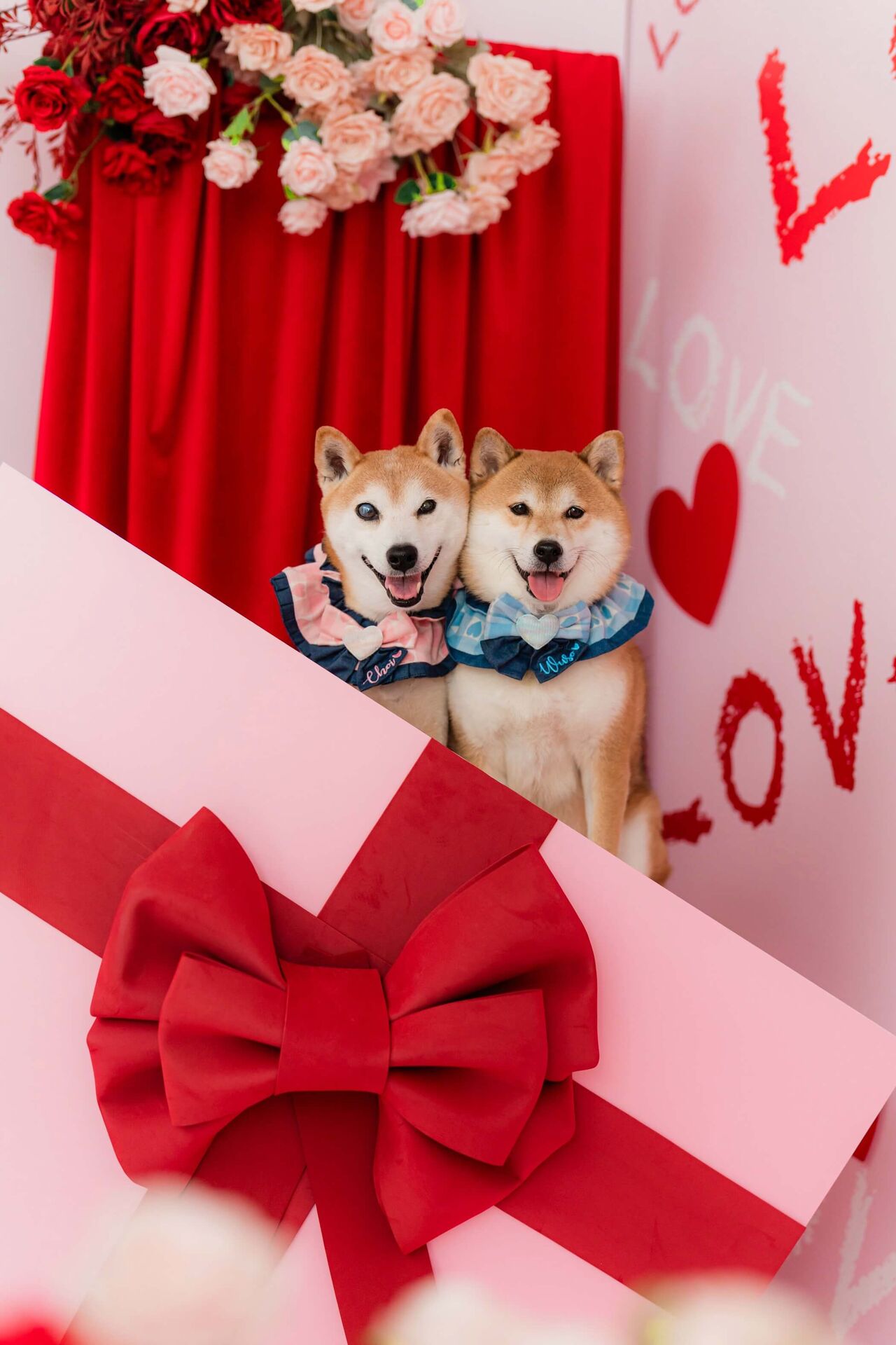 禮物盒與柴犬