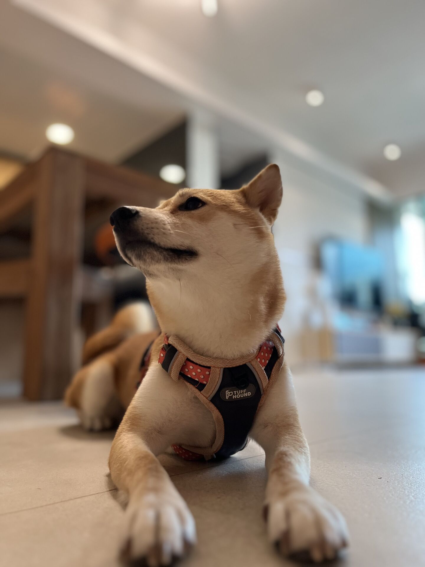 Miu Miu Profile