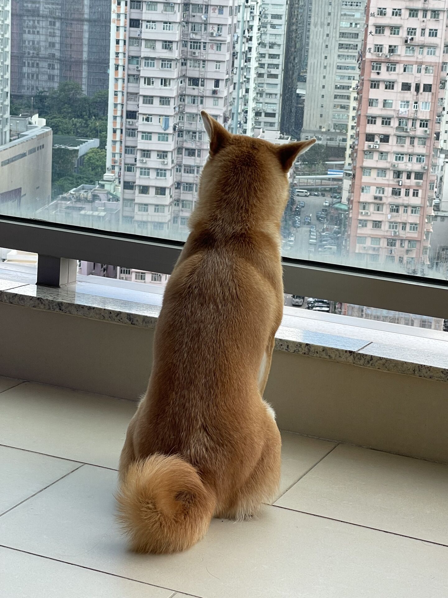 Looking at the city