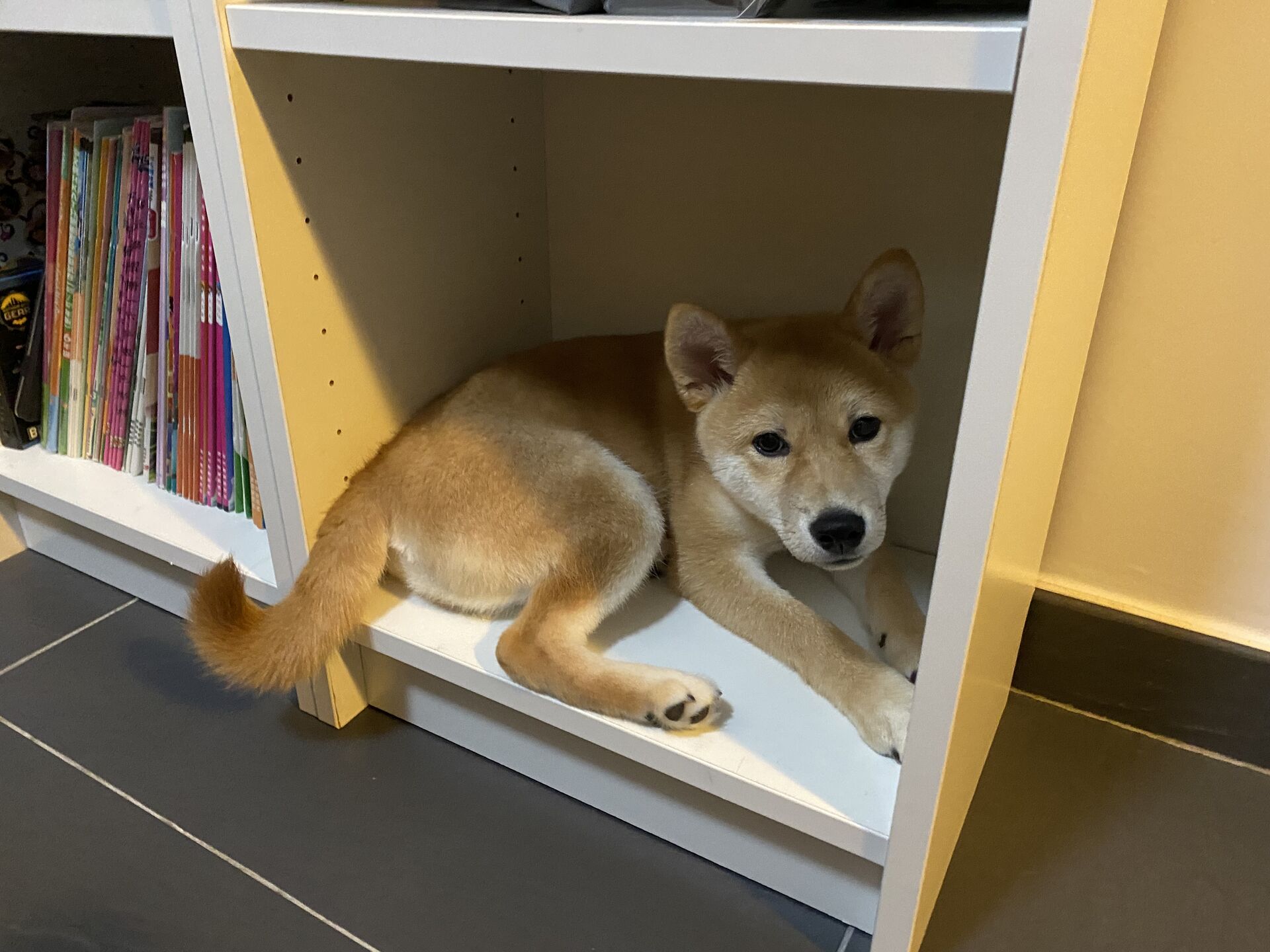 Shelf resting