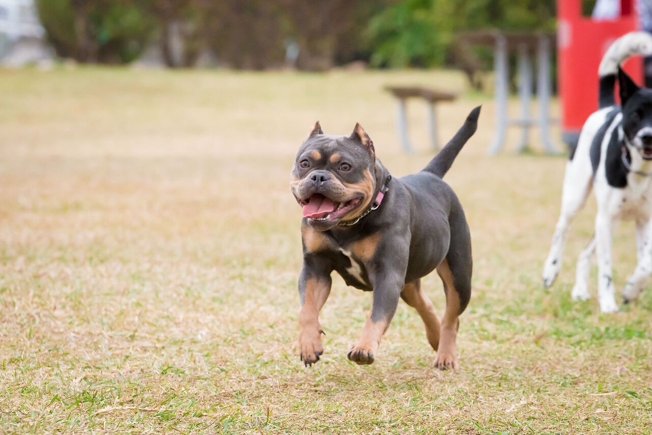 Running in Park