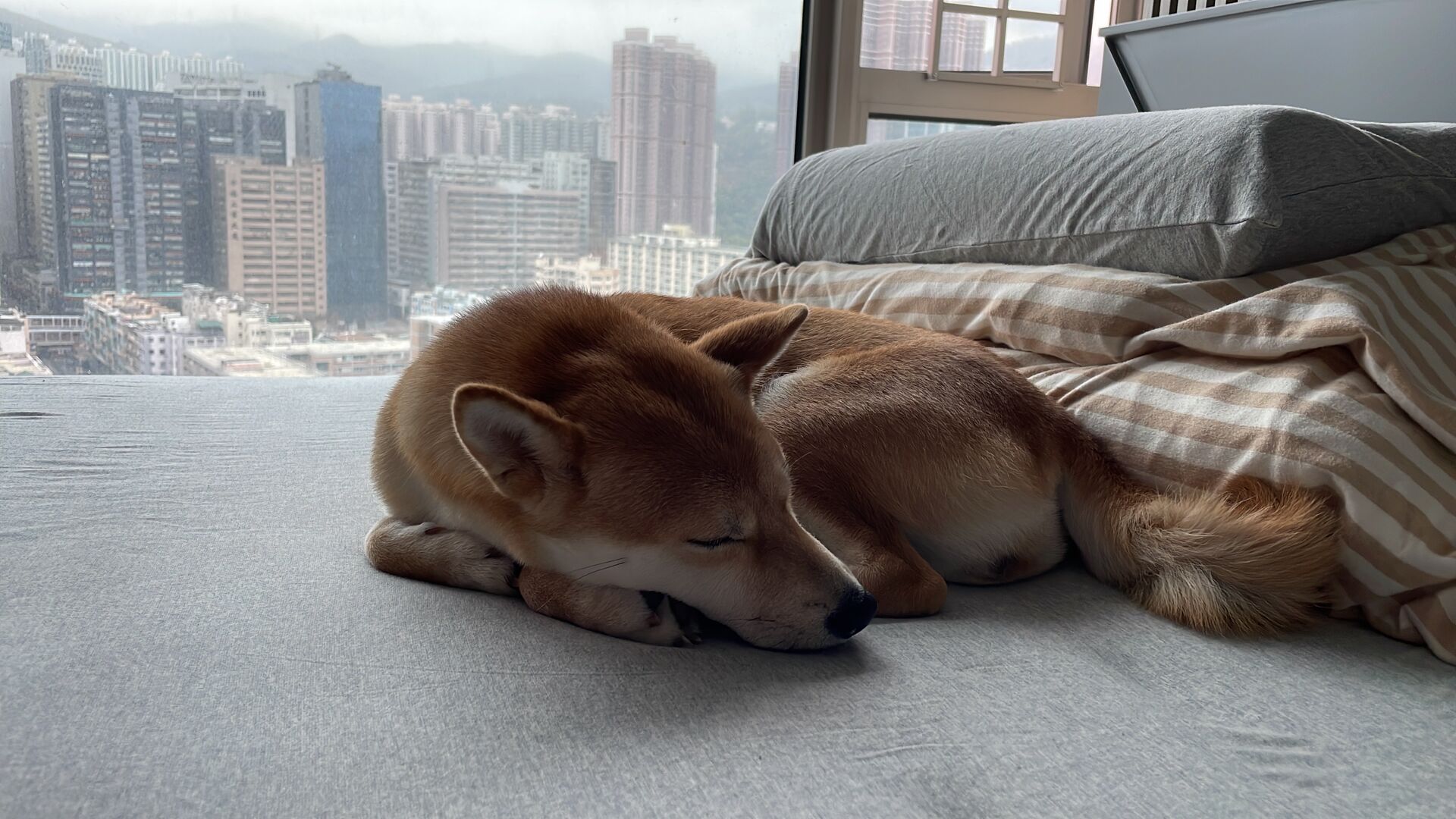Miu Miu sleeping by the window