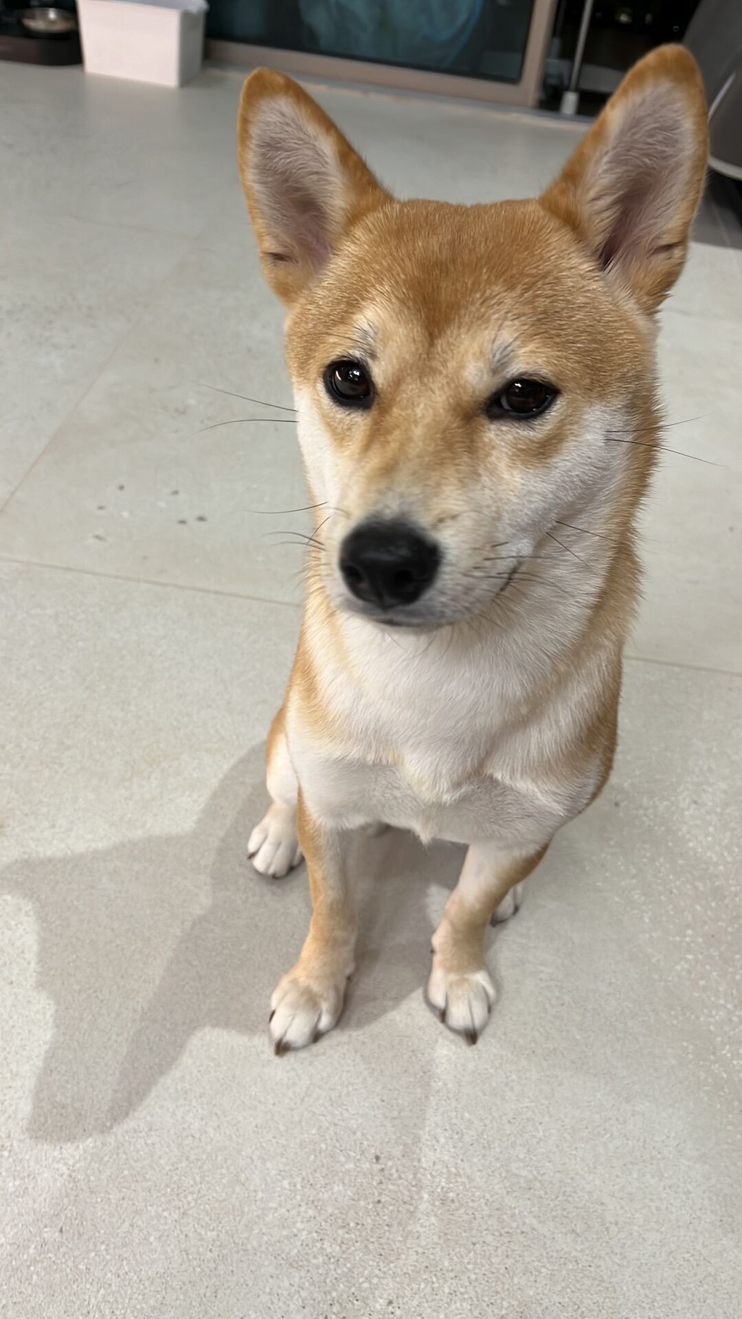 Miu Miu sitting gracefully