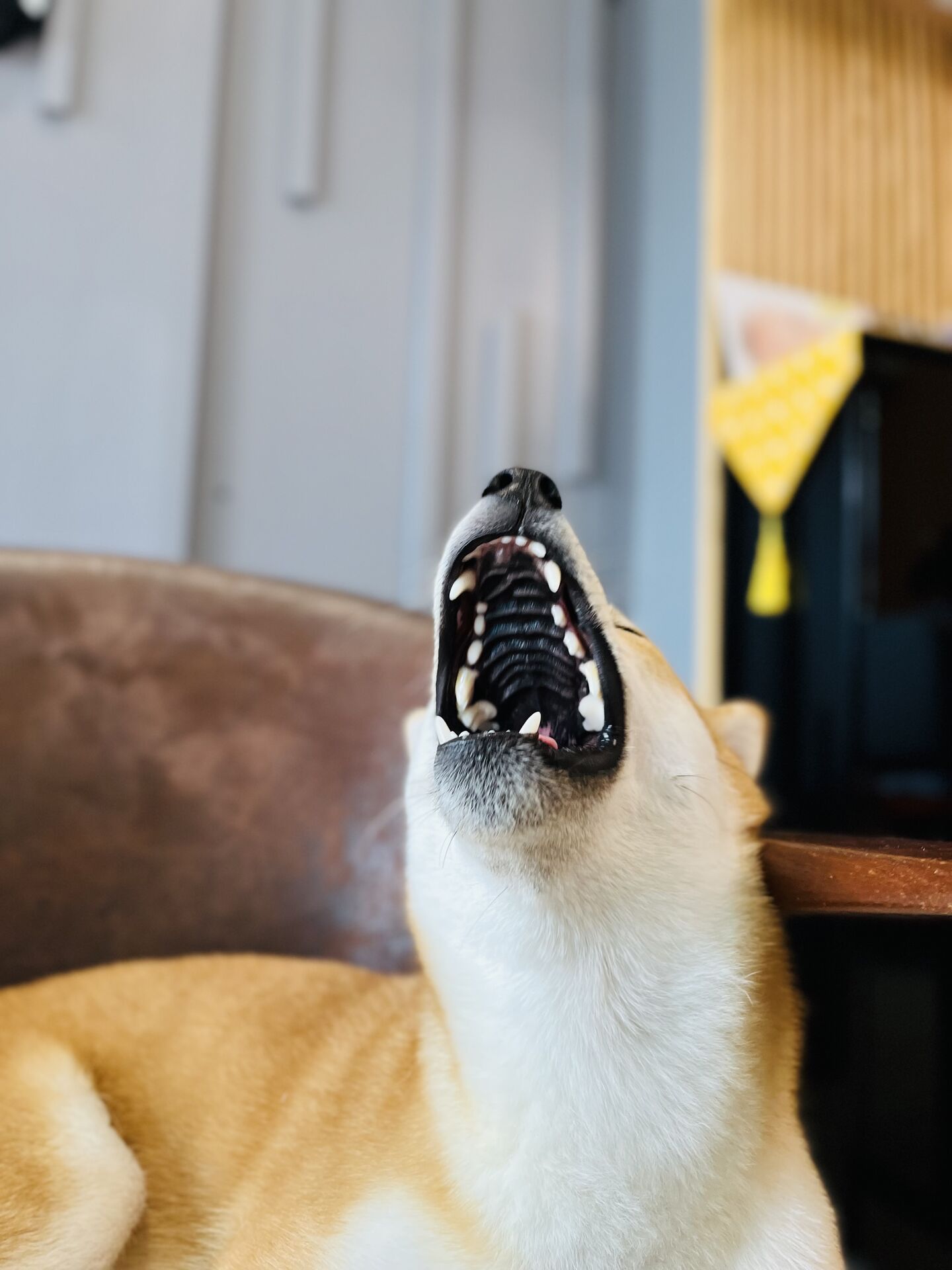 Miu Miu yawning or howling loudly