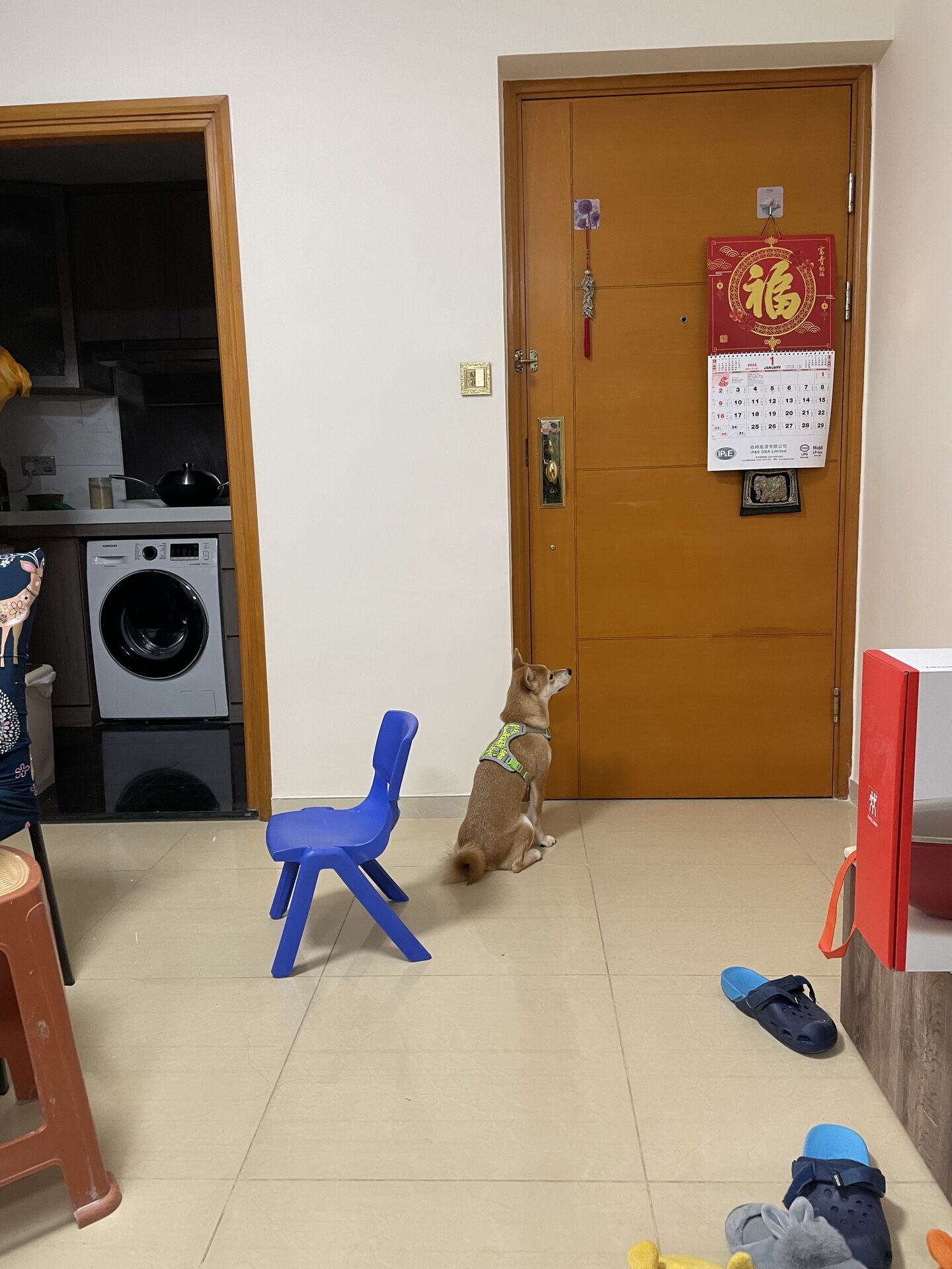 Miu Miu waiting at the door