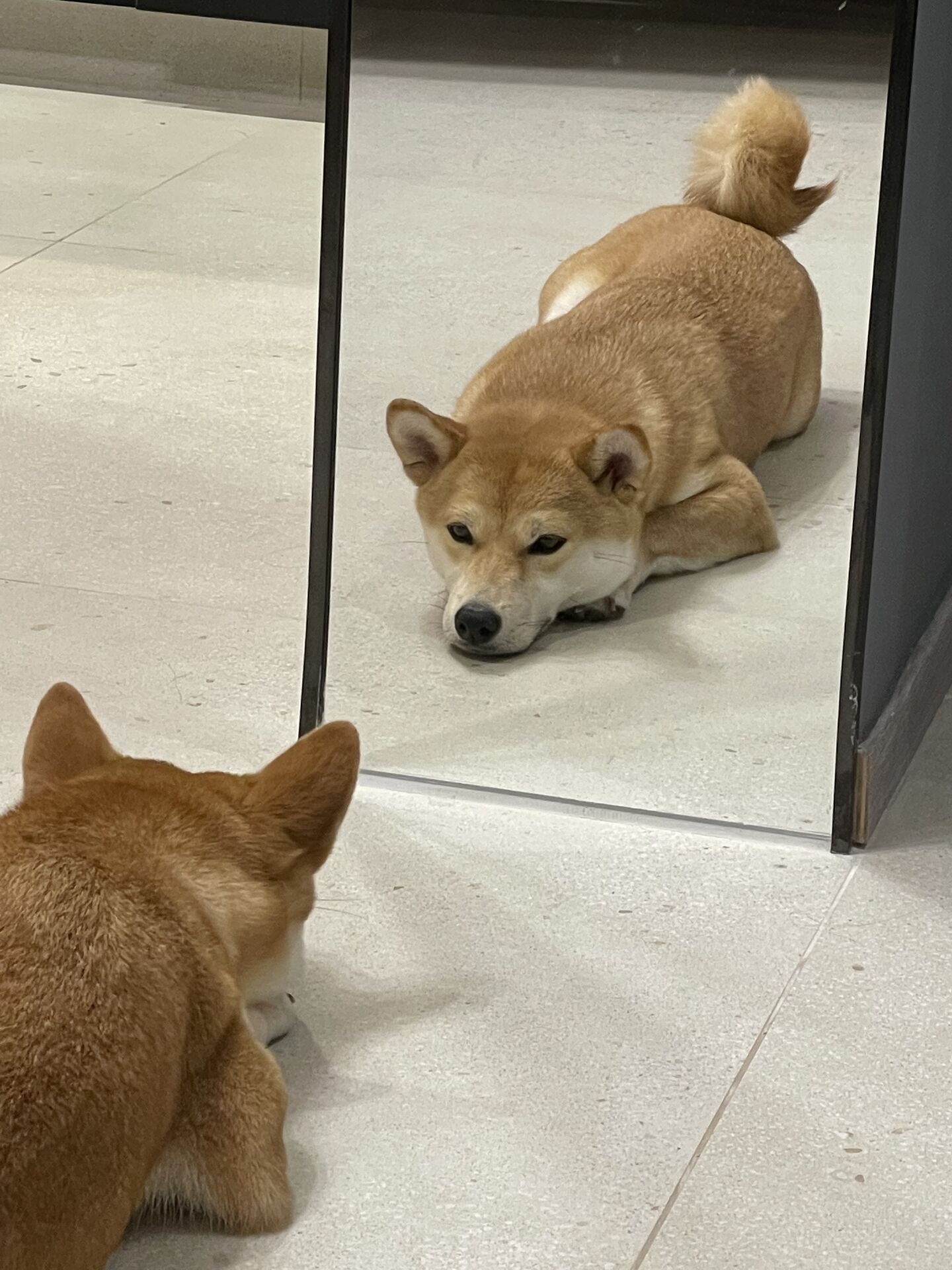Miu Miu looking in the mirror