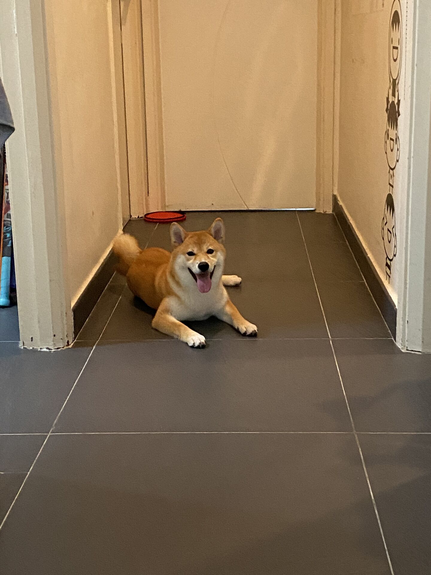 Splooting on the floor