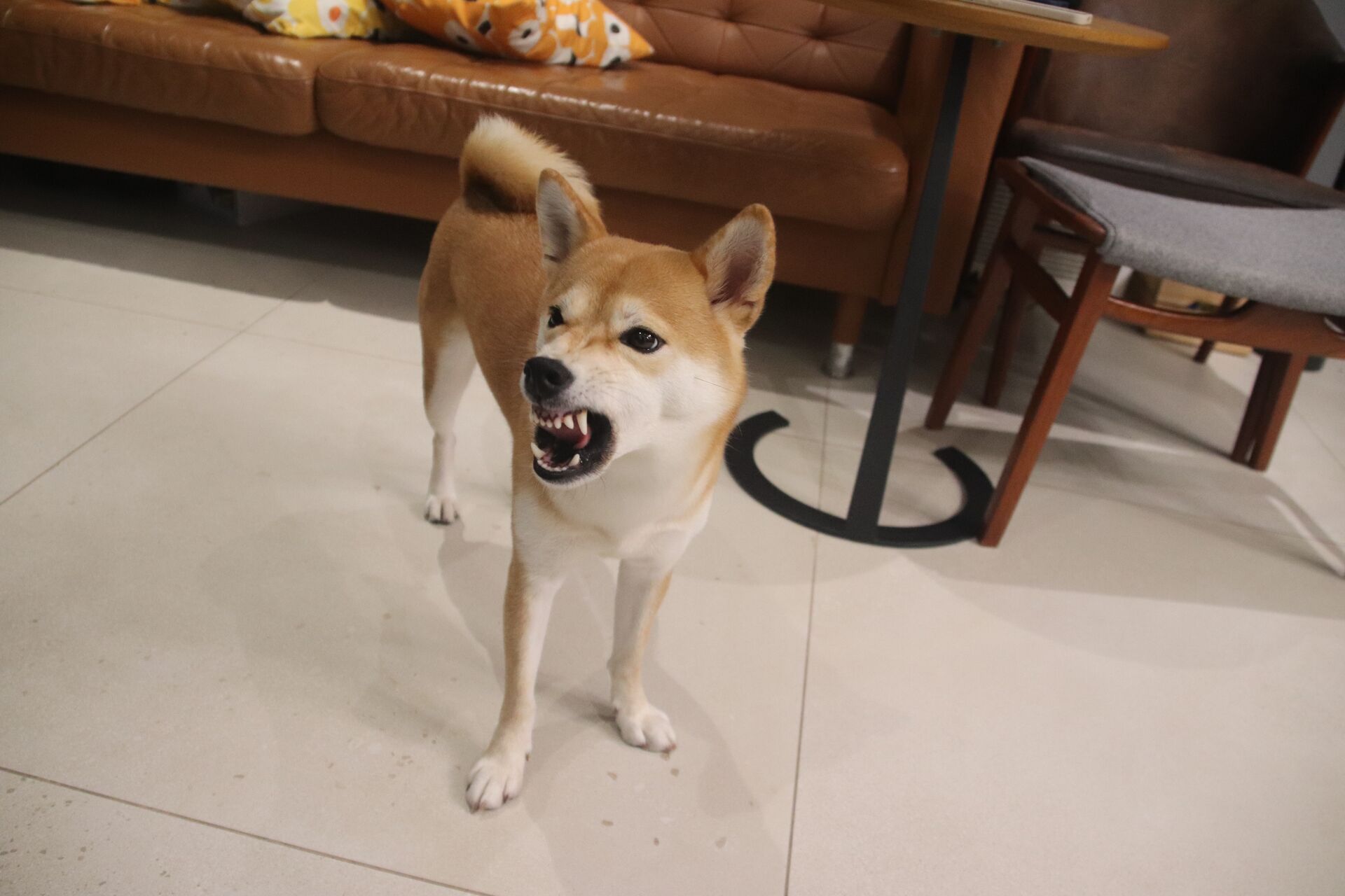 Funny teefs