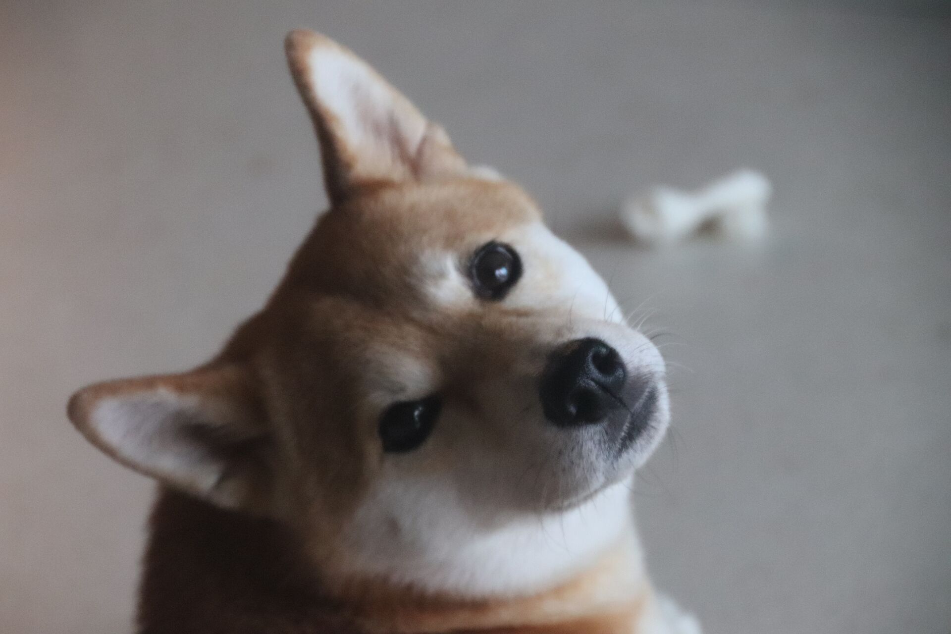 Curious head tilt