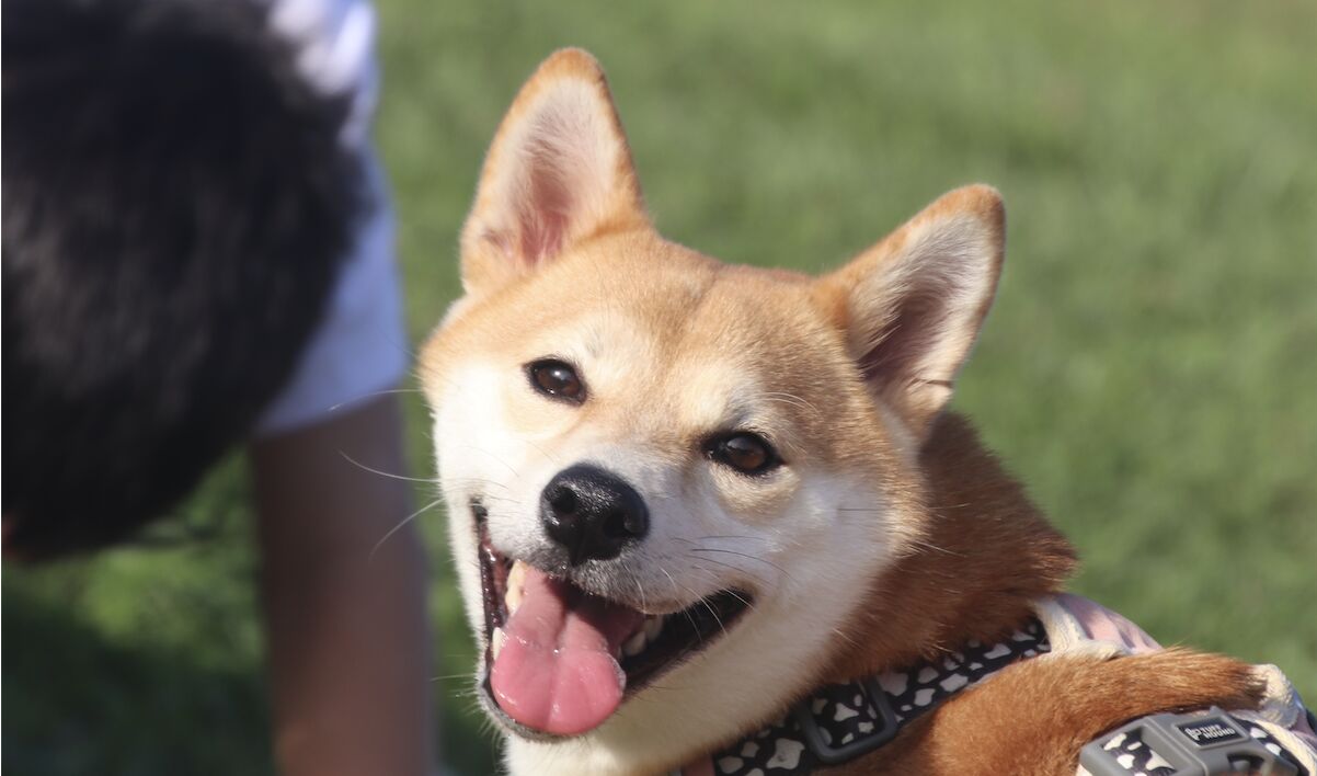 Miu Miu smiling in the sun