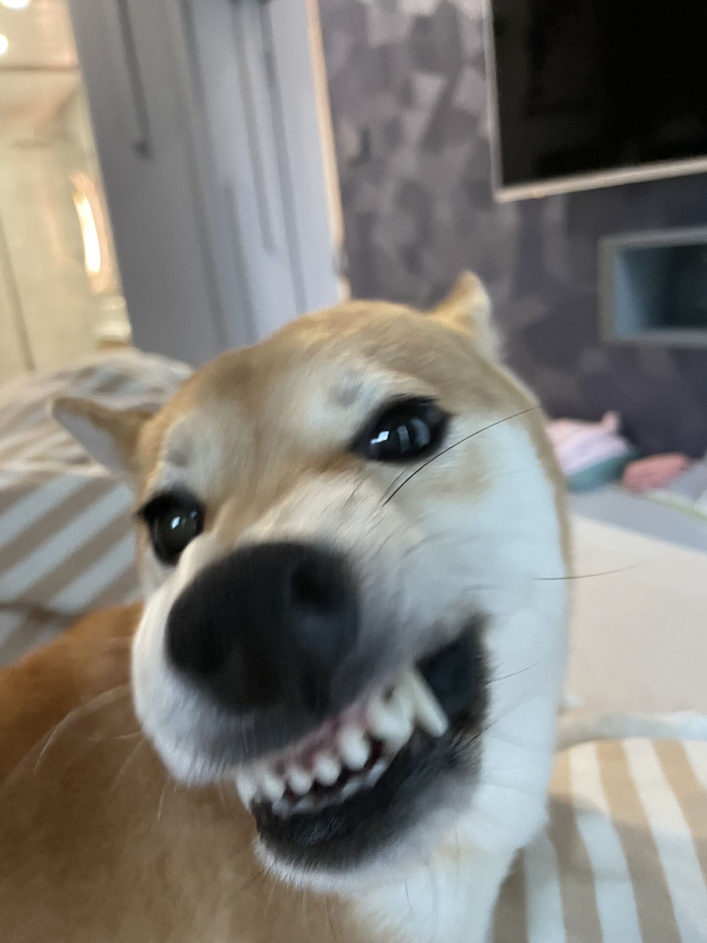 Silly close up