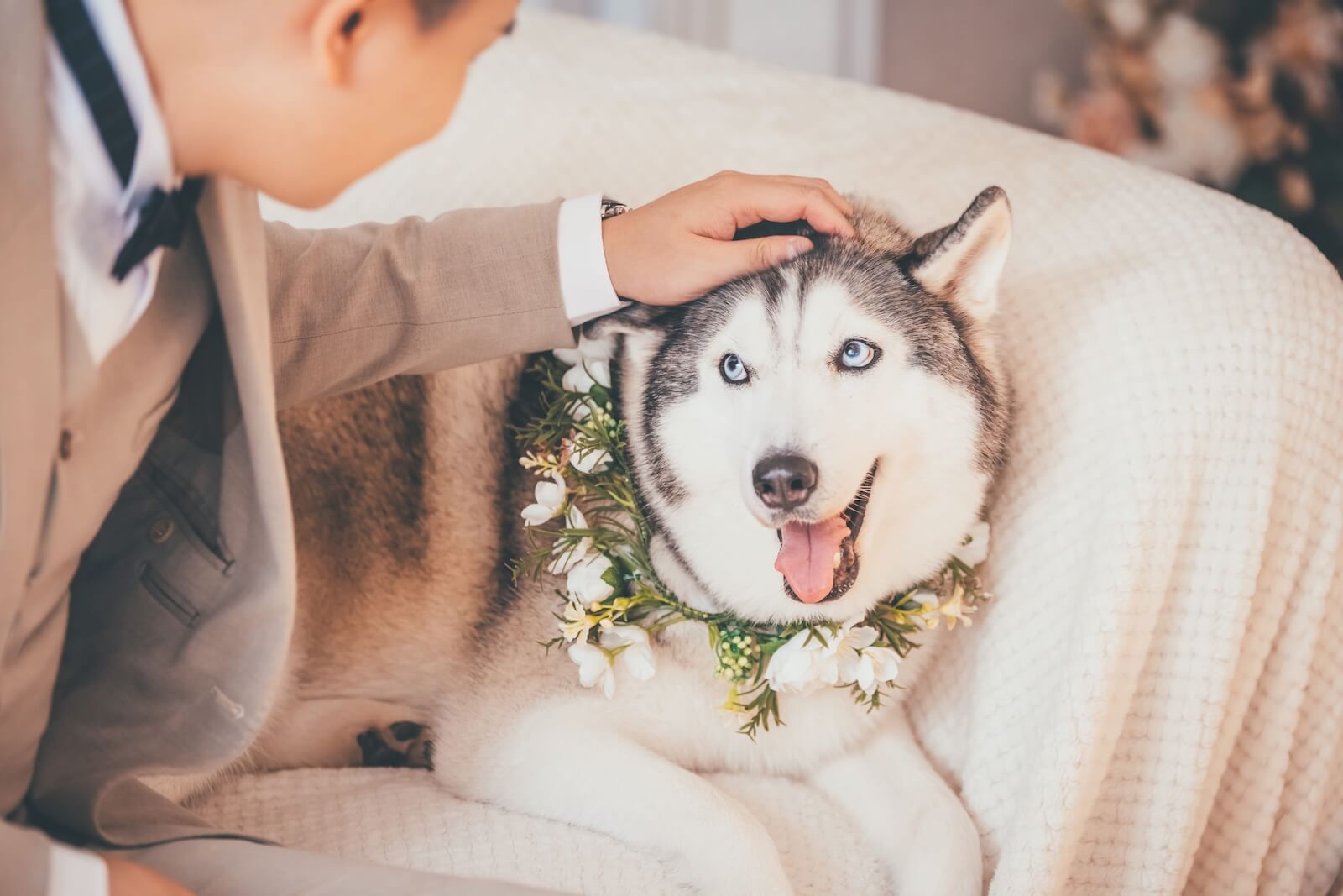 Dollar being pet