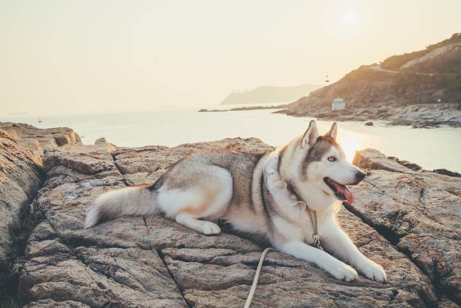 Dollar relaxing on rocks
