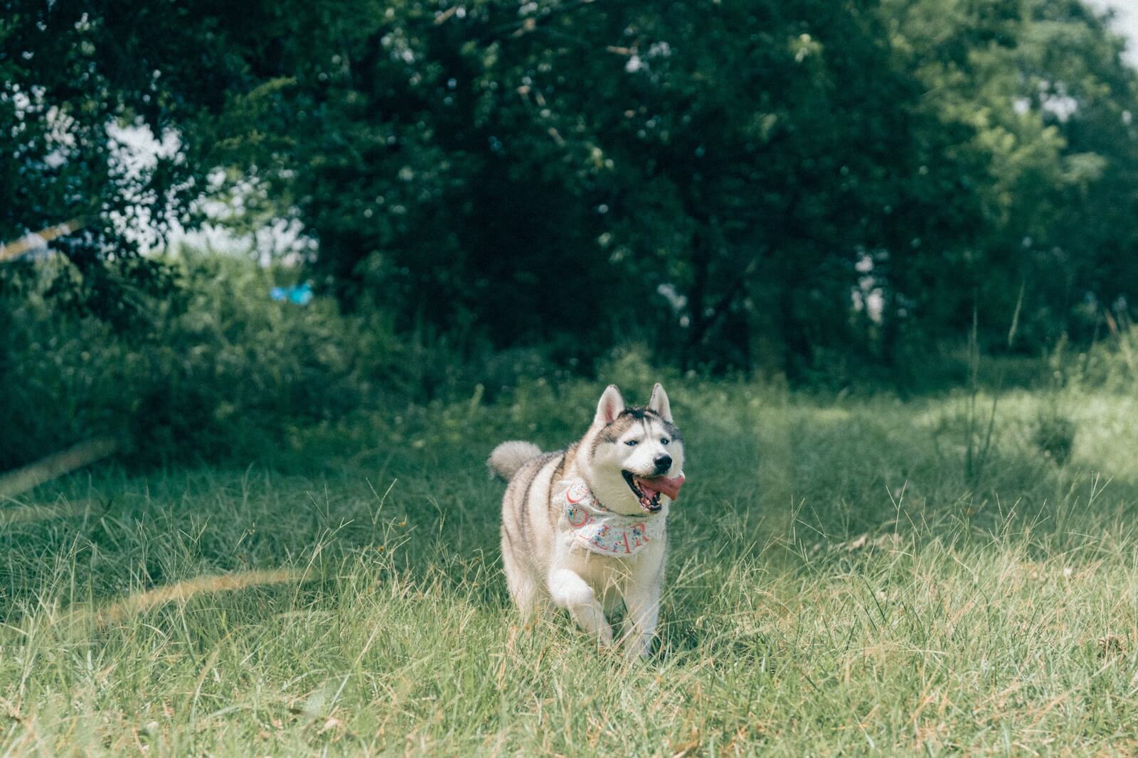 Running in grass