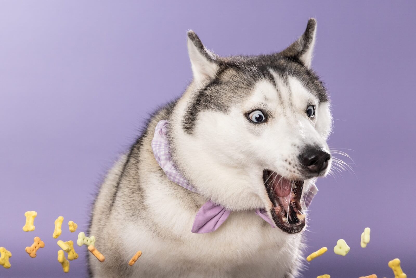 Crazy catching treats