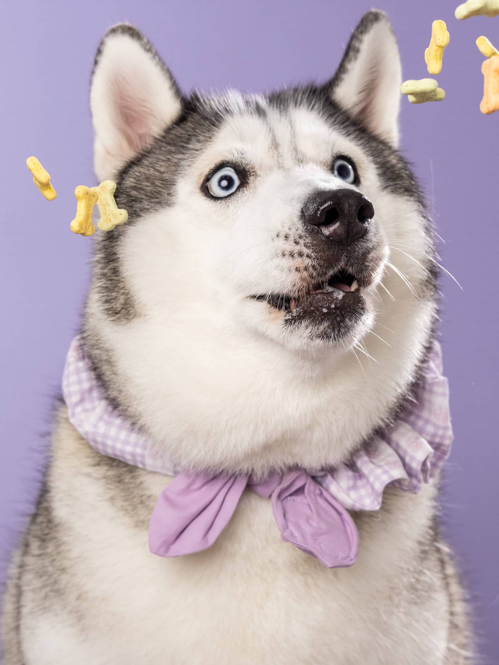 Dollar catching treat