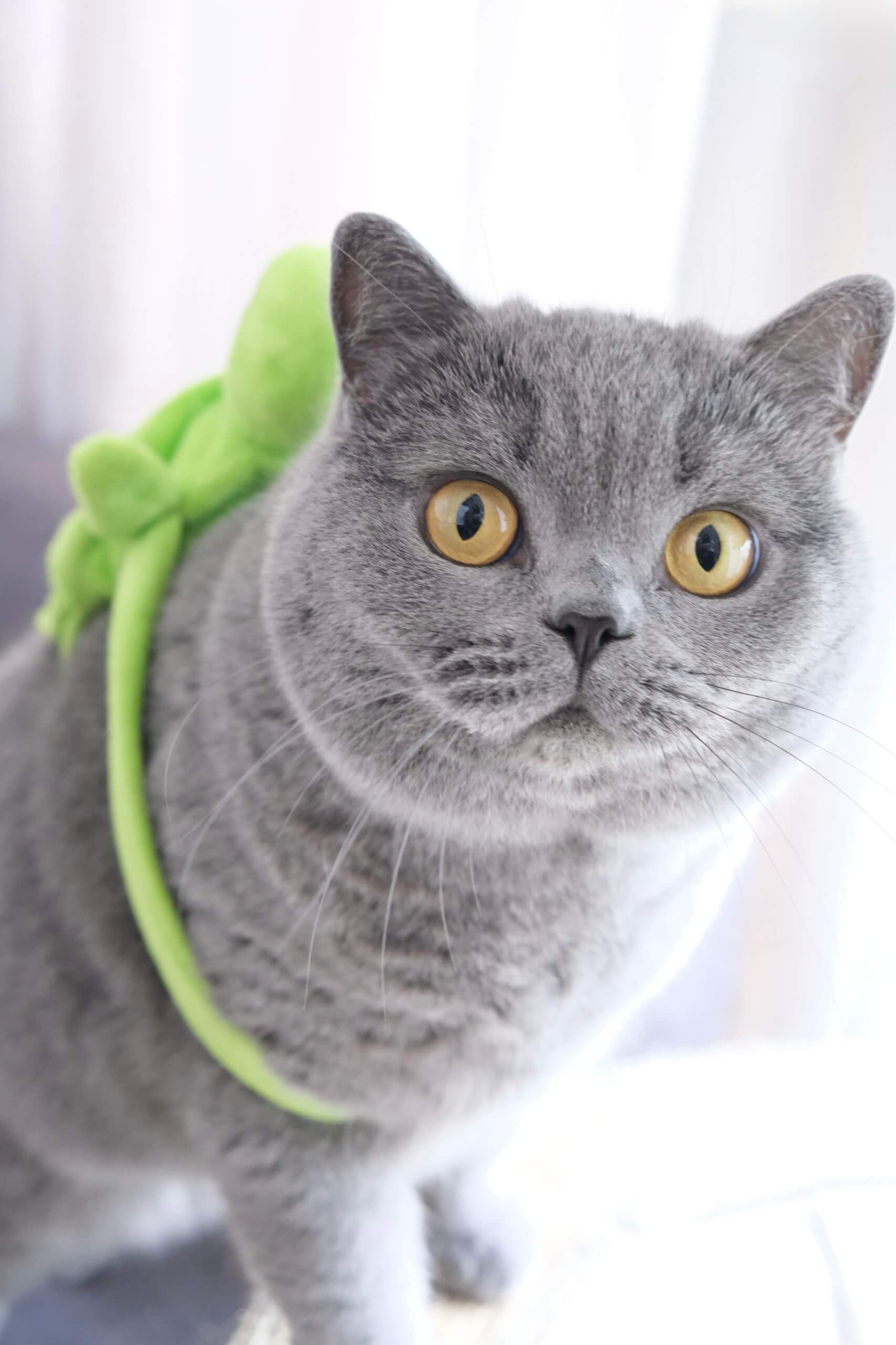 Milou
