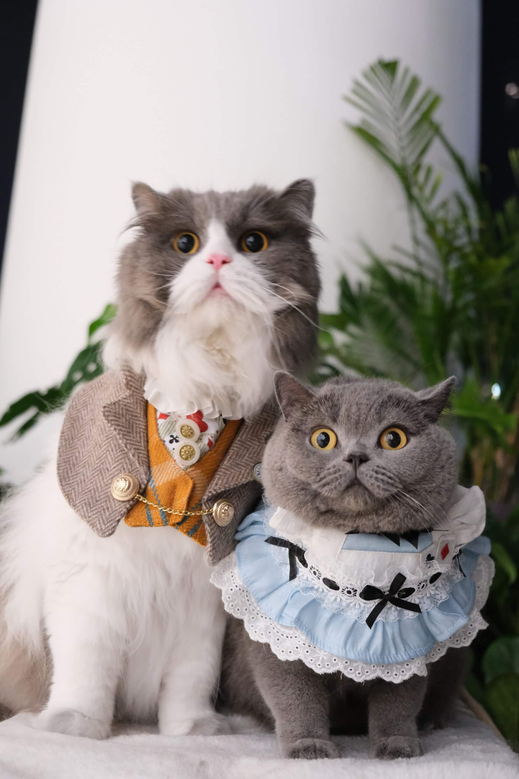 髀髀 and Milou in elegant outfits