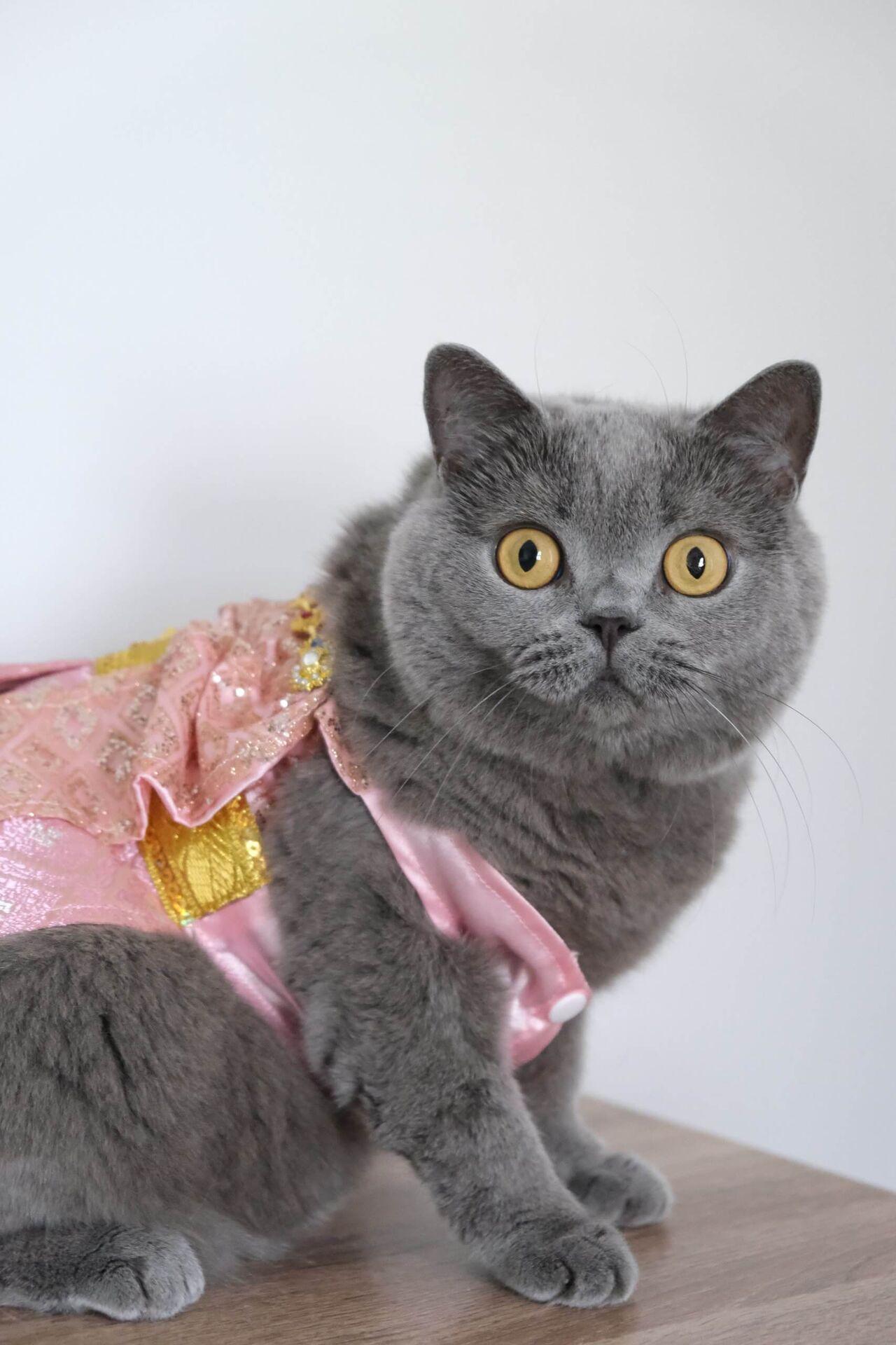 Milou in Pink