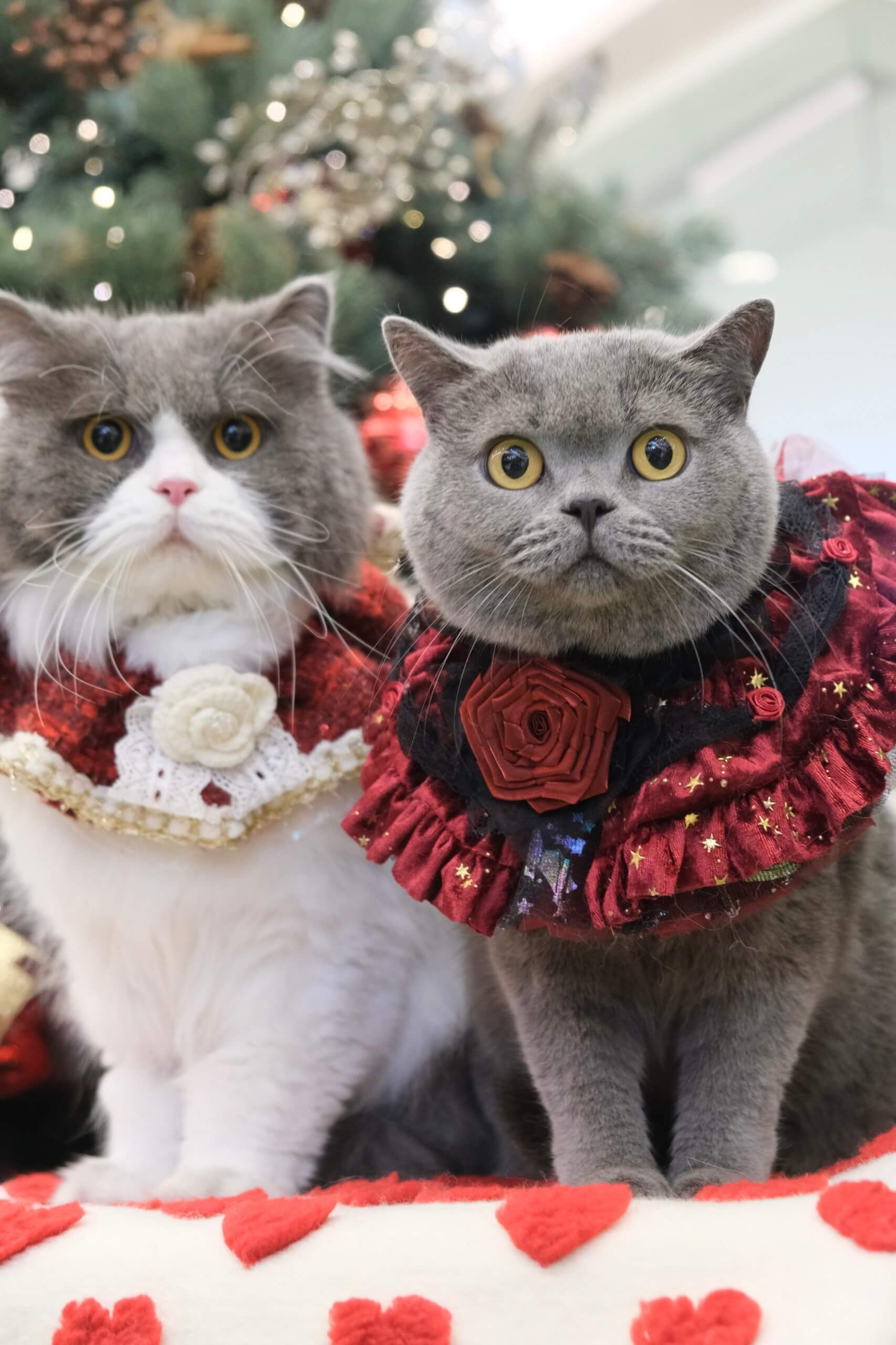 Both in Christmas Outfits