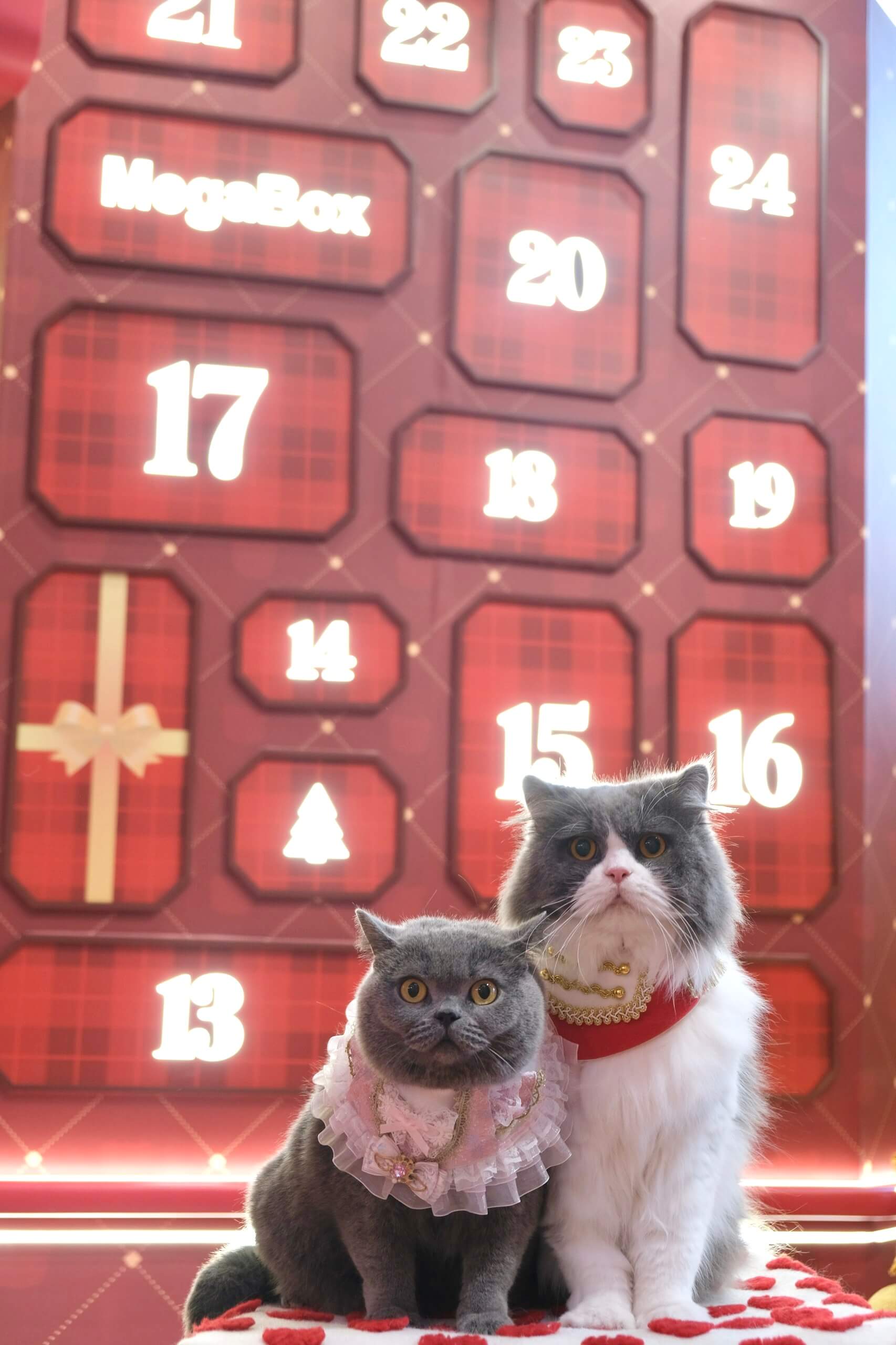 Advent Calendar Moments