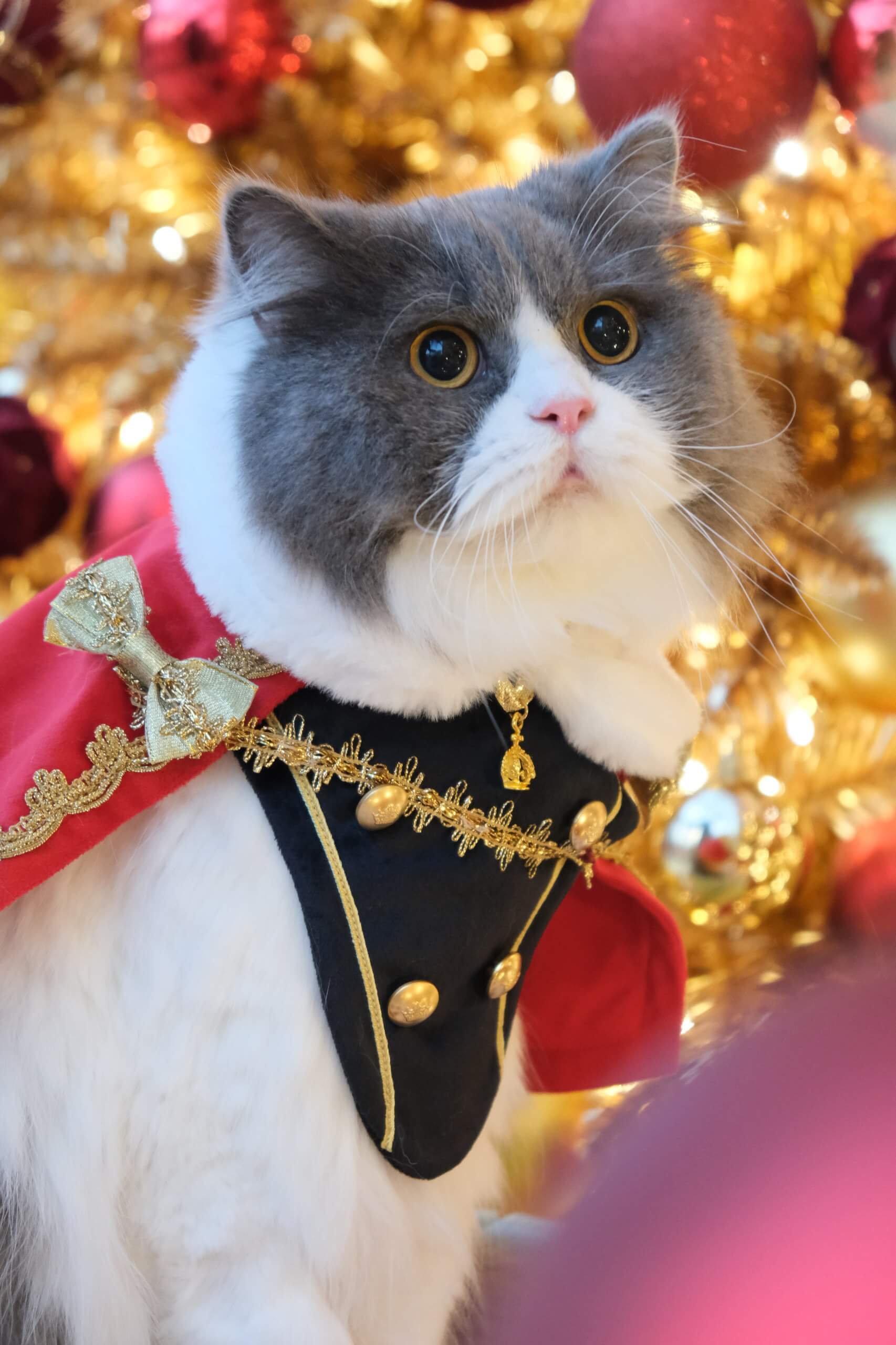 Bei Bei in Royal Cape