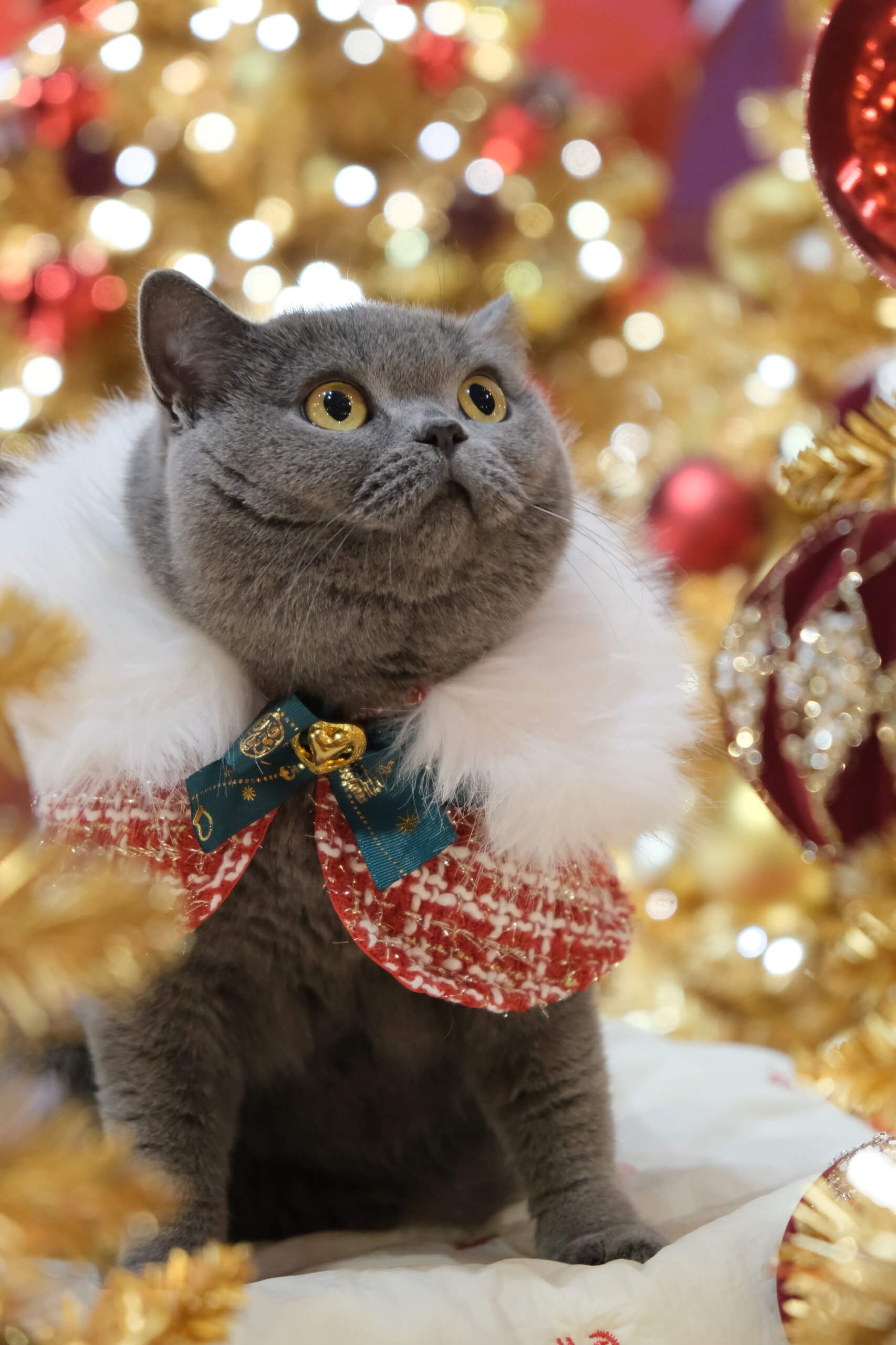 Milou Christmas Cape