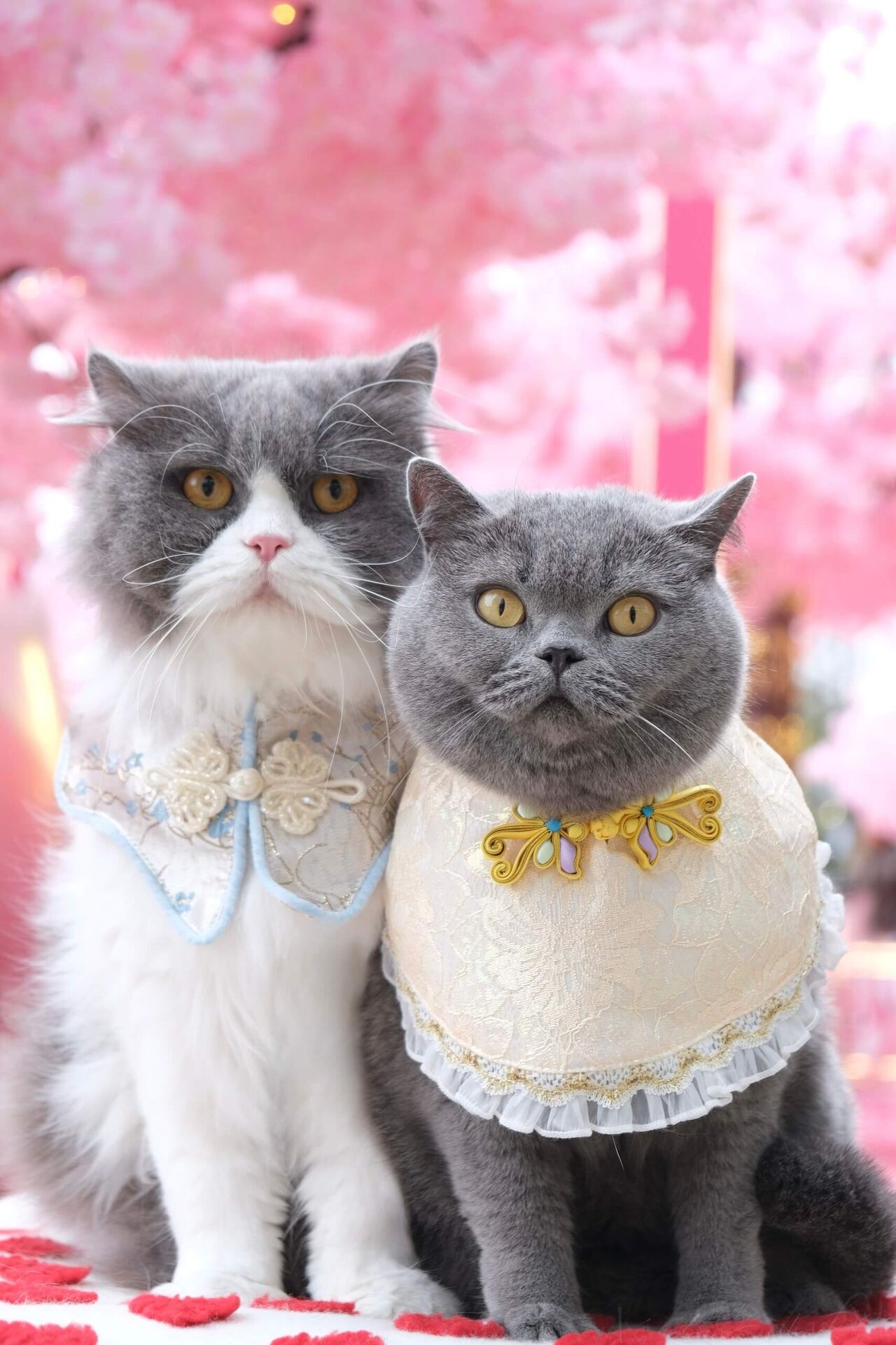 髀髀 & Milou under cherry blossoms