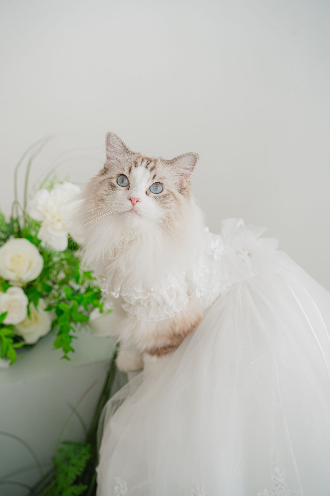 Beautiful cat in dress