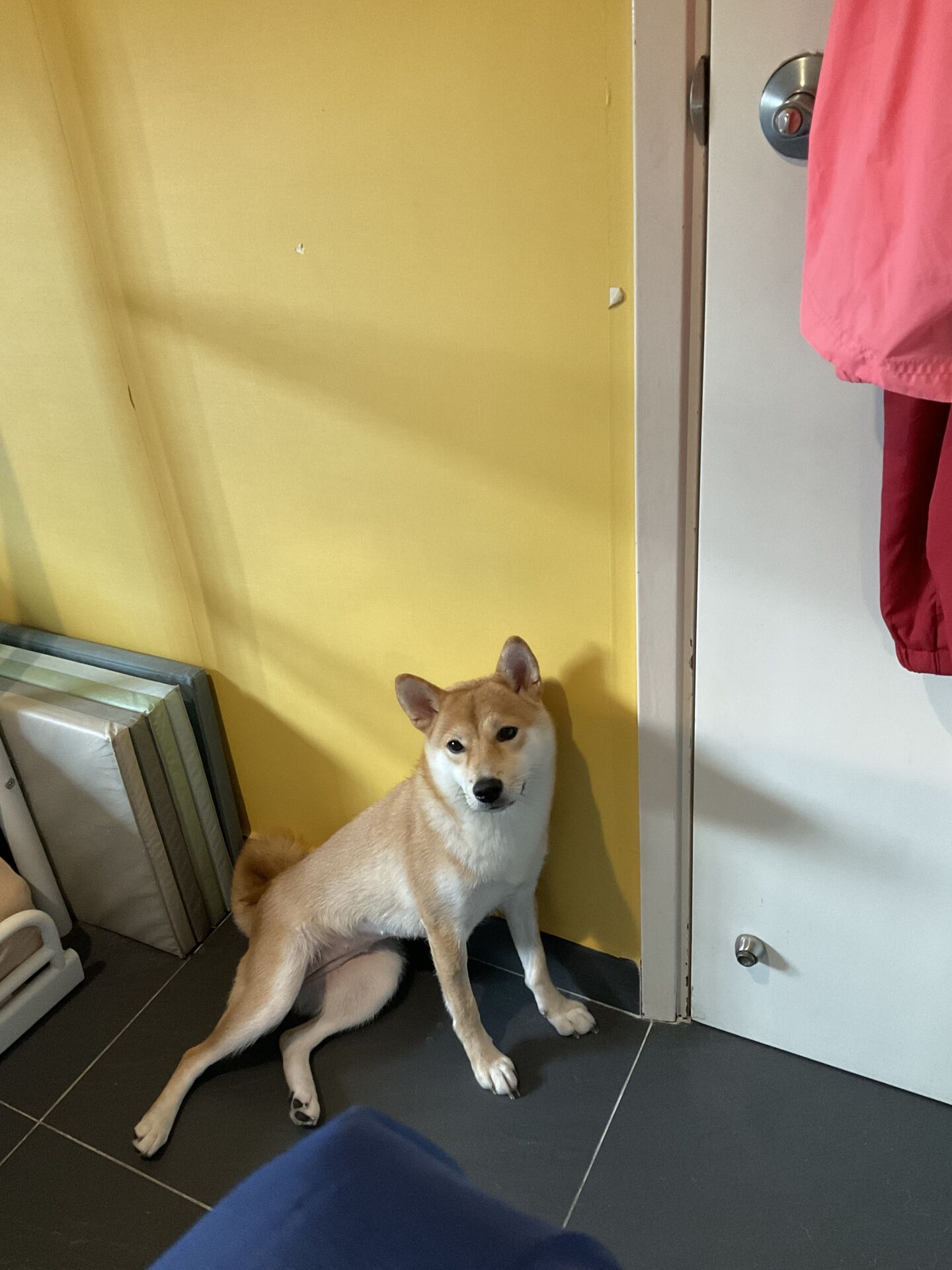 Miu Miu sitting awkwardly by a wall