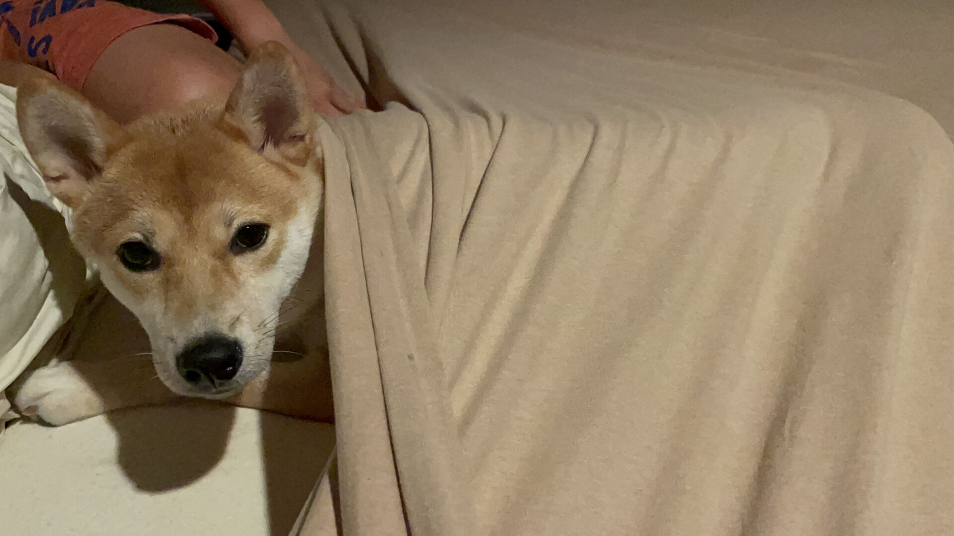 Miu Miu under a beige blanket