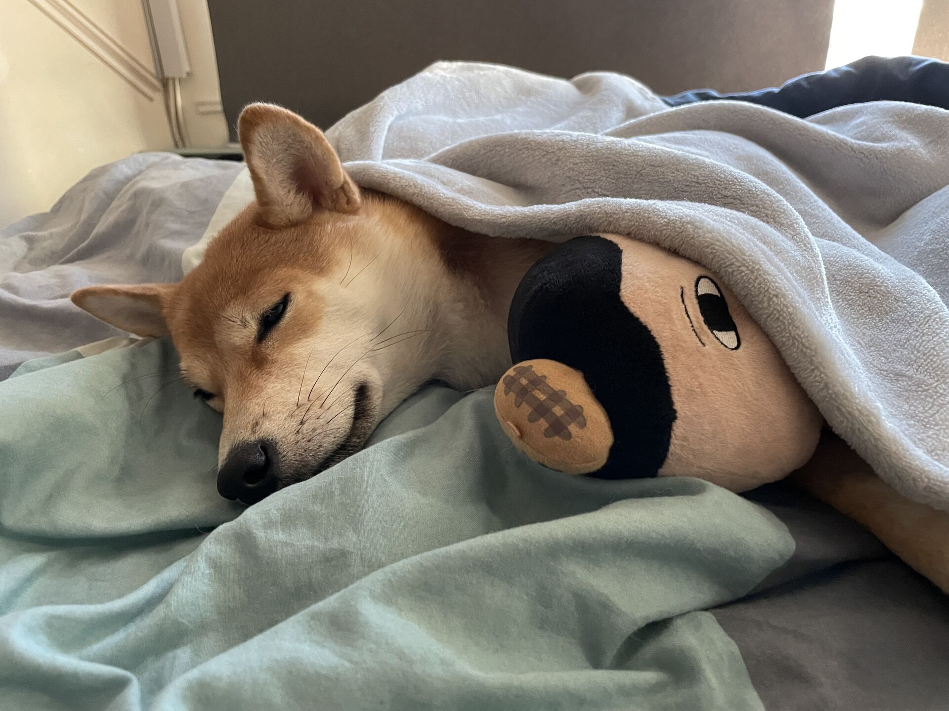 Miu Miu sleeping with a toy