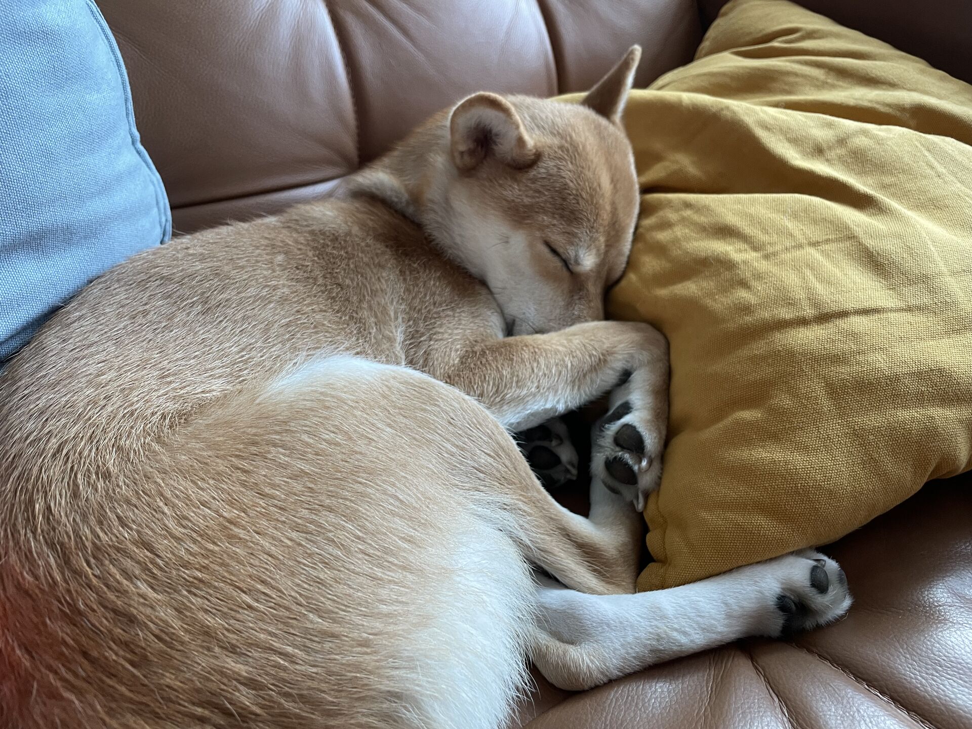 Miu Miu curled up next to a yellow pillow