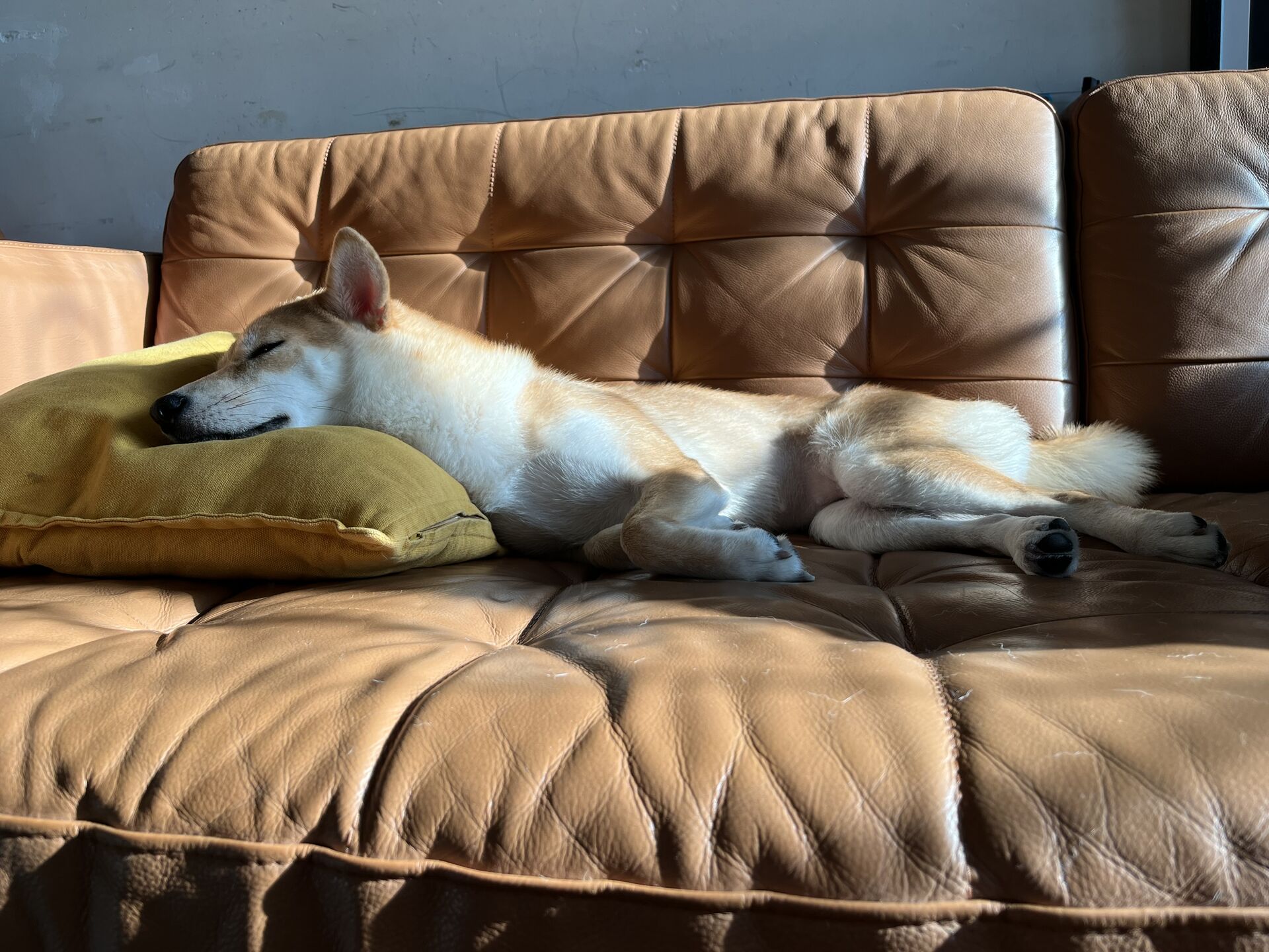 Miu Miu sleeping in the sun on a leather sofa
