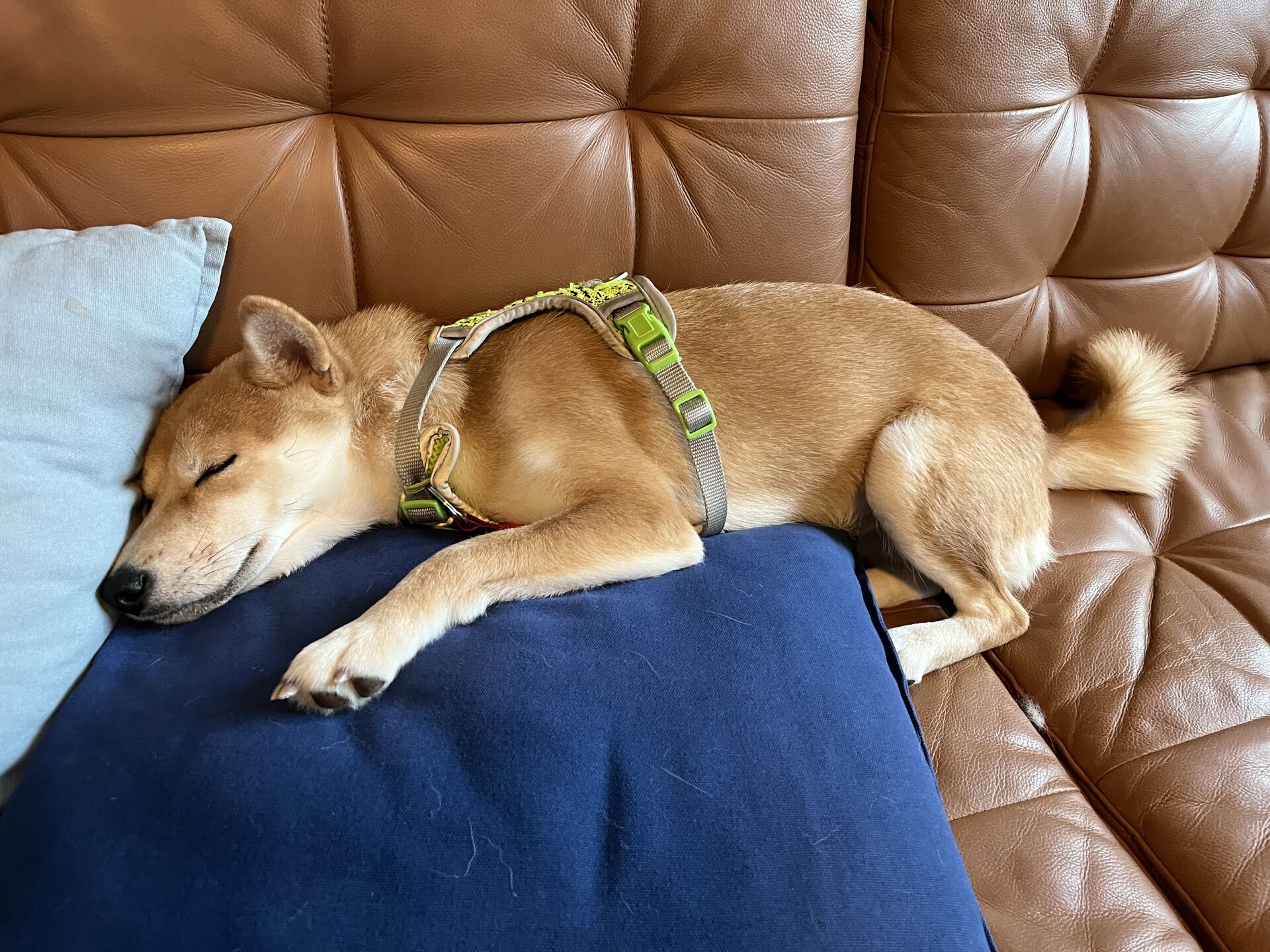Miu Miu sleeping in a harness